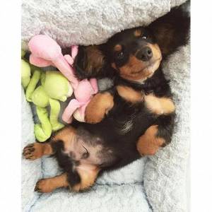 Filhotes de Teckel Dachshund Miniatura