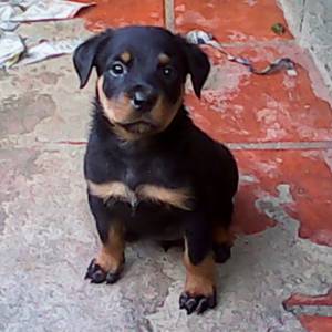 FILHOTES DE ROTTWEILER pagto em Doze vezes