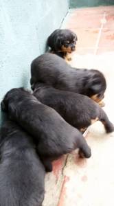 FILHOTES DE ROTTWEILER pagto em Doze vezes