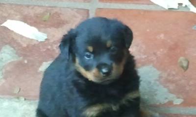 FILHOTES DE ROTTWEILER pagto em Doze vezes