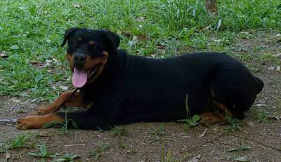 FILHOTES DE ROTTWEILER pagto em Doze vezes