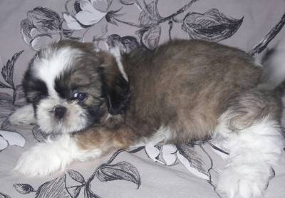 Femeas shih tzu dourado e branco