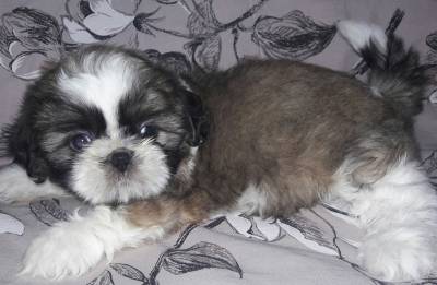 Femeas shih tzu dourado e branco