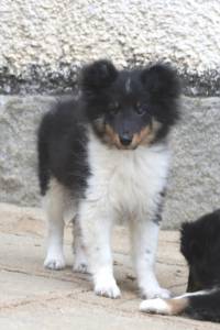 Lindos Filhotes de Pastor de Shetland