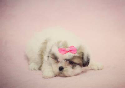 Shih tzu Femea