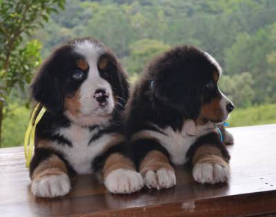 CANIL FITTIPALDI  BERNESE PADRO SHOW GIGANTES