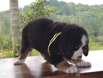 CANIL FITTIPALDI  BERNESE PADRO SHOW GIGANTES