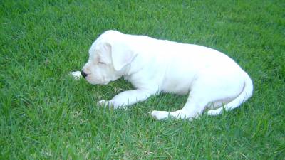 DOGO ARGENTINO