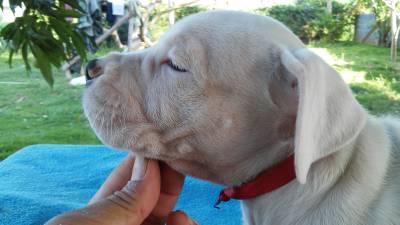 DOGO ARGENTINO