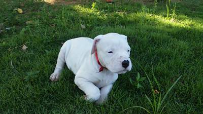 DOGO ARGENTINO