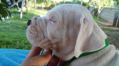 DOGO ARGENTINO