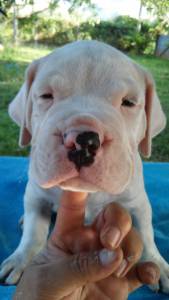 DOGO ARGENTINO