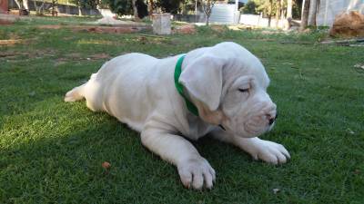 DOGO ARGENTINO