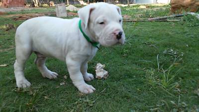 DOGO ARGENTINO