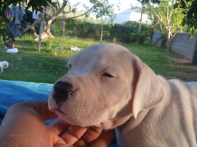 DOGO ARGENTINO