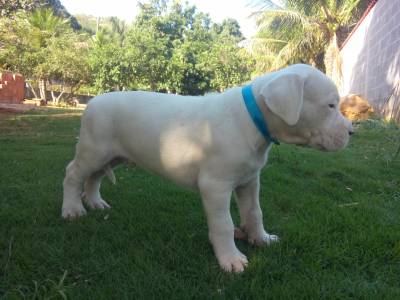 DOGO ARGENTINO