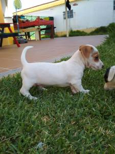 Jack Russel Terrier ninhada cachorros