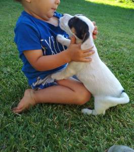 Jack Russel Terrier ninhada cachorros