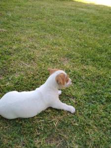 Jack Russel Terrier ninhada cachorros