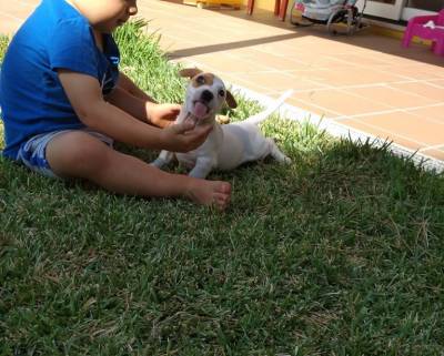 Jack Russel Terrier ninhada cachorros