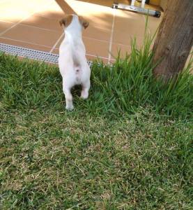 Jack Russel Terrier ninhada cachorros