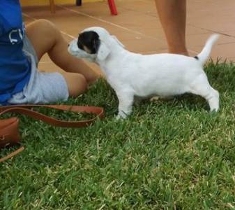 Jack Russel Terrier ninhada cachorros