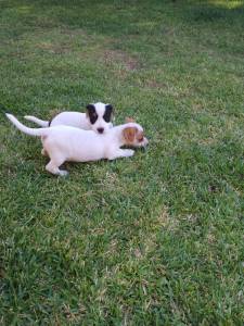 Jack Russel Terrier ninhada cachorros