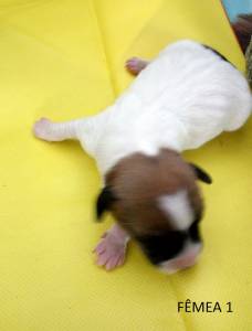 Jack Russel Terrier ninhada