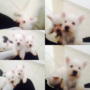 West Highland Whittier terrier