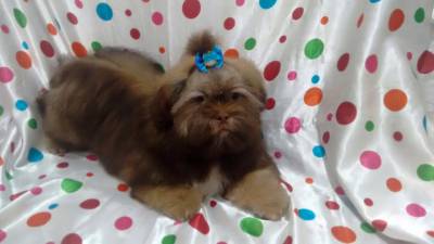 lindos shihtzu machos itaquera zleste