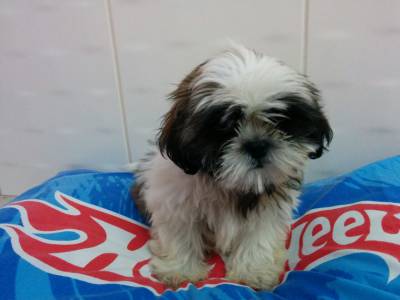 lindos shihtzu machos itaquera zleste