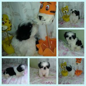 lindos shihtzu machos itaquera zleste