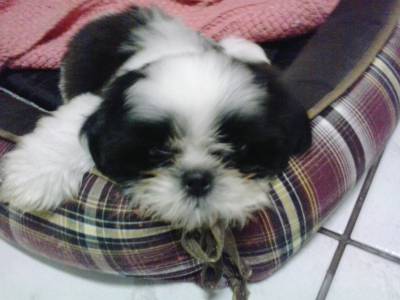 lindos shihtzu machos itaquera zleste