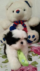 lindos shihtzu machos itaquera zleste