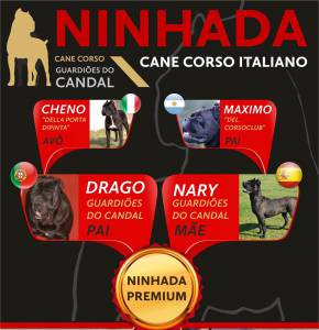 Cane Corso Italiano