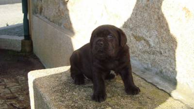 Cane Corso Italiano