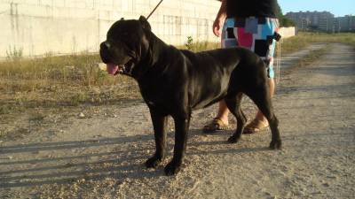 Cane Corso Italiano