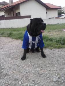 Cane Corso Italiano