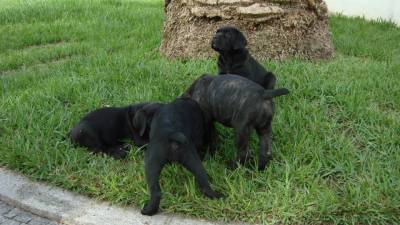 Cane Corso Italiano