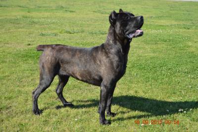 Cane Corso Italiano