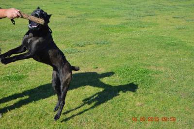 Cane Corso Italiano