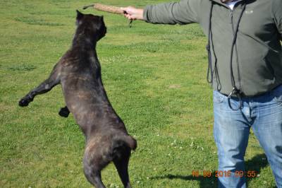 Cane Corso Italiano