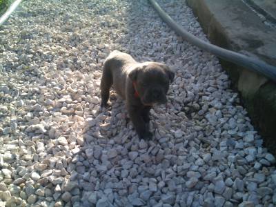 Cane Corso Italiano