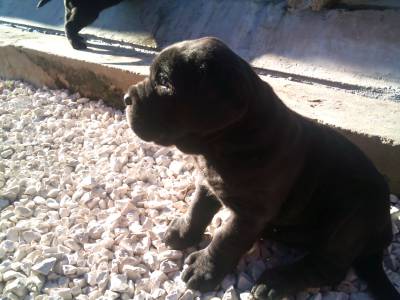 Cane Corso Italiano