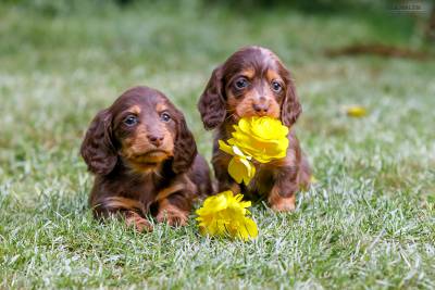 Teckel Dachshund Pelo Longo Miniatura