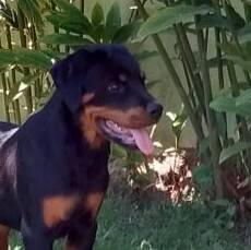 Rottweiler fmea