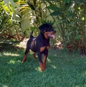 Rottweiler fmea