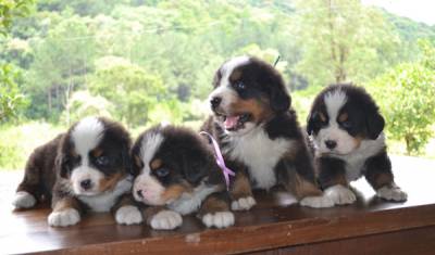 Canil Fittipaldi Filhotes de Bernese Show