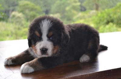 Canil Fittipaldi Filhotes de Bernese Show