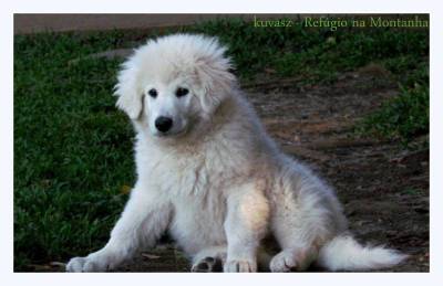 kuvasz - Refgio na Montanha